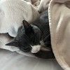 catsnclosets